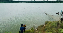 রাজশাহীতে এমপির পুকুরে বিষ দিয়ে কোটি টাকার মৎস নিধন